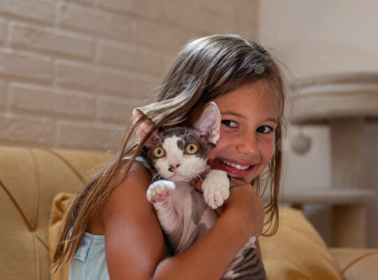 Devon Rex mačak na prodaju
