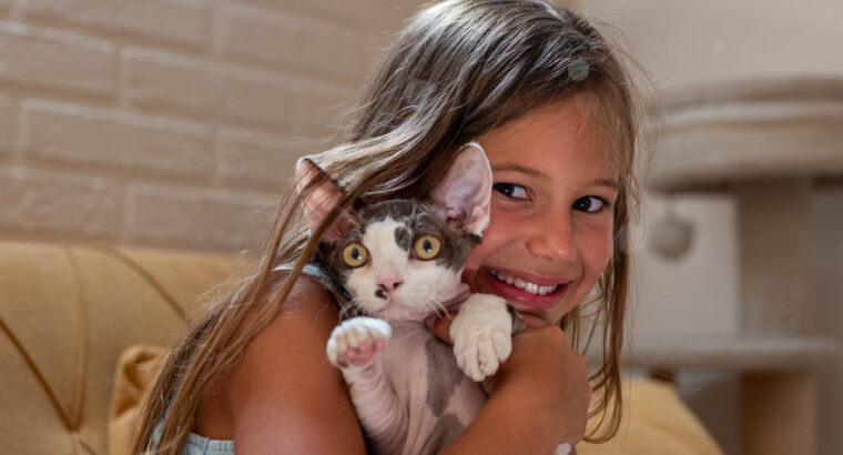 Devon Rex mačak na prodaju