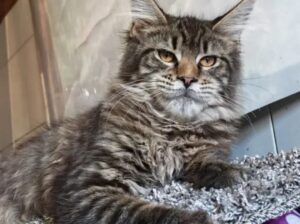 Maine Coon mačići izuzetnog kvaliteta – Topola