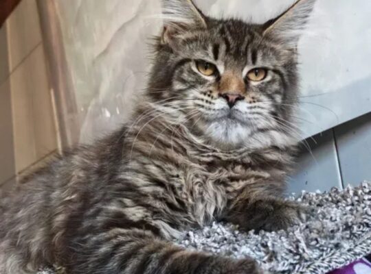 Maine Coon mačići izuzetnog kvaliteta – Topola