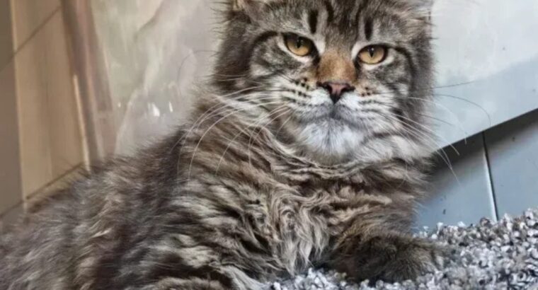 Maine Coon mačići izuzetnog kvaliteta – Topola