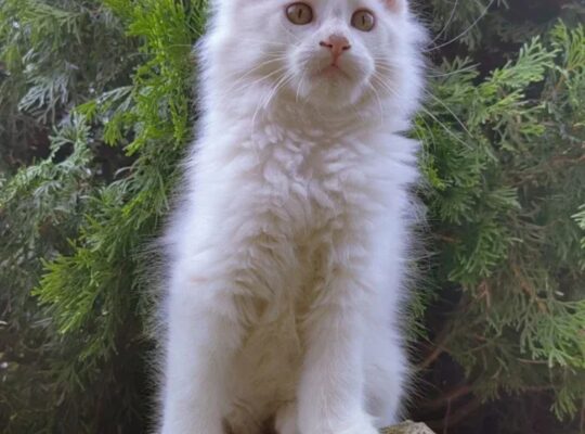 Maine Coon mačići izuzetnog kvaliteta – Topola