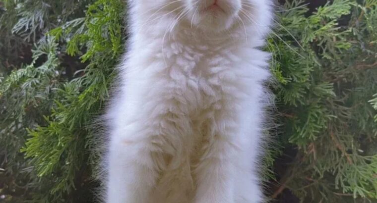 Maine Coon mačići izuzetnog kvaliteta – Topola