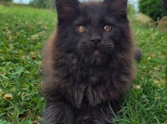 Maine Coon mačići izuzetnog kvaliteta – Topola