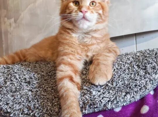 Maine Coon mačići izuzetnog kvaliteta – Topola