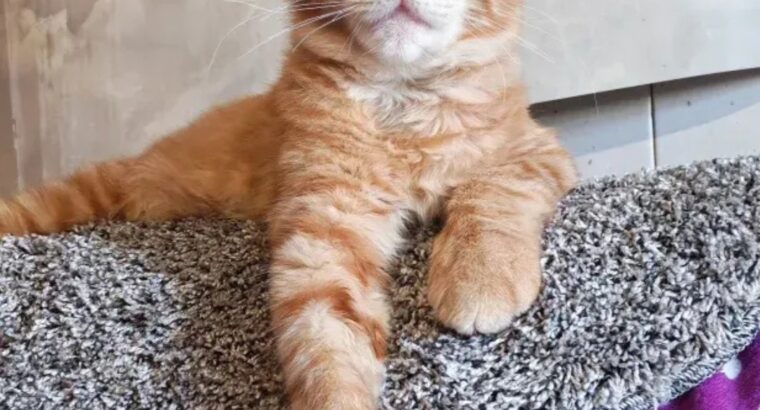 Maine Coon mačići izuzetnog kvaliteta – Topola