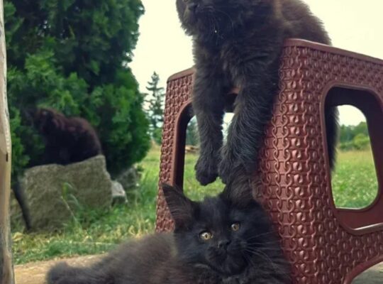 Maine Coon mačići izuzetnog kvaliteta – Topola