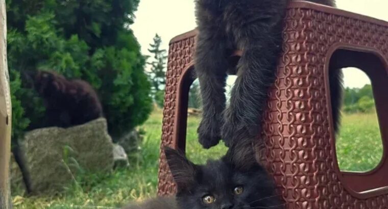Maine Coon mačići izuzetnog kvaliteta – Topola