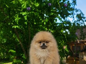 Pomeranac štenci – bebe u više boja