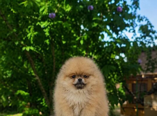 Pomeranac štenci – bebe u više boja