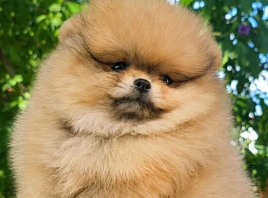 Pomeranac štenci – bebe u više boja