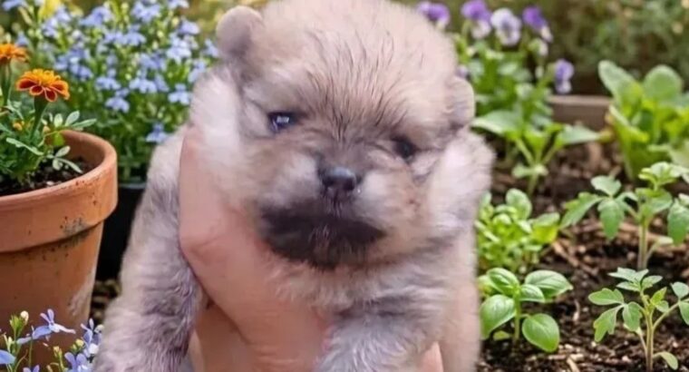 Pomeranac štenci – bebe u više boja