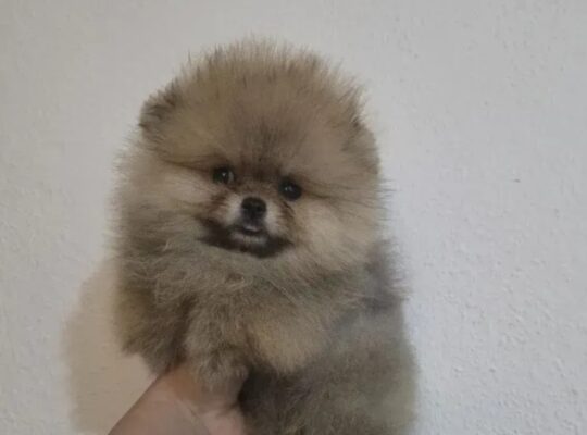 Pomeranac štenci – bebe u više boja
