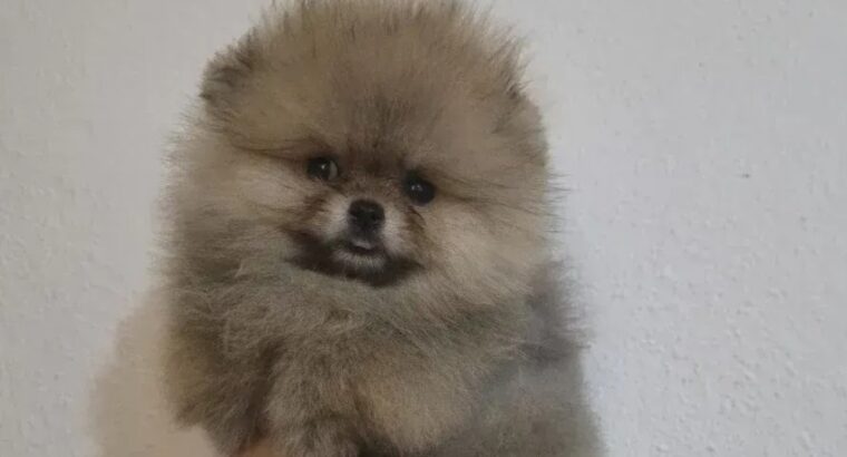 Pomeranac štenci – bebe u više boja
