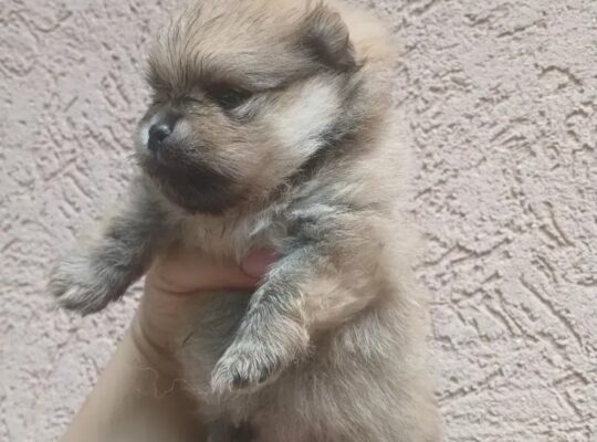 Pomeranac štenci – bebe u više boja