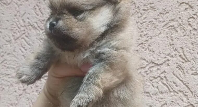 Pomeranac štenci – bebe u više boja