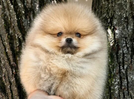 Pomeranac štenci – bebe u više boja