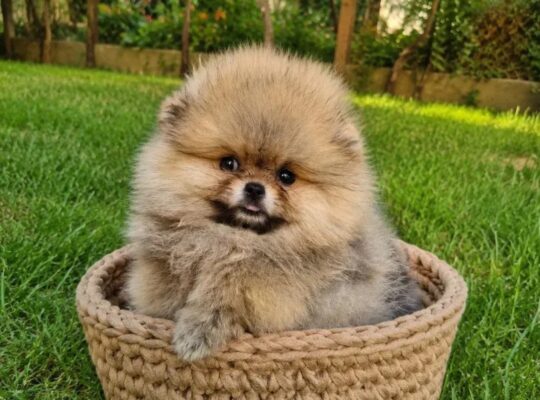 Pomeranac štenci – bebe u više boja
