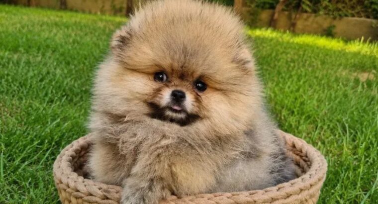 Pomeranac štenci – bebe u više boja