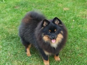 Pomeranski špic Black & Tan mužjak – Kraljevo