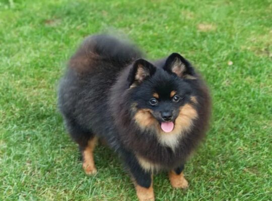 Pomeranski špic Black & Tan mužjak – Kraljevo