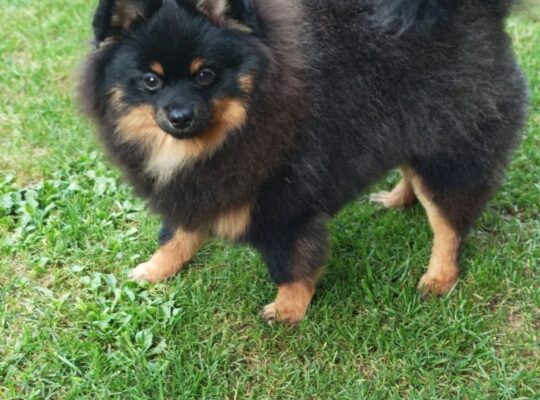 Pomeranski špic Black & Tan mužjak – Kraljevo