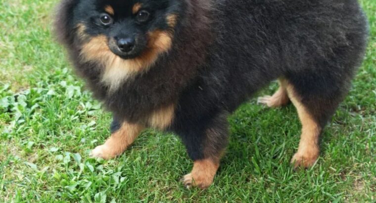 Pomeranski špic Black & Tan mužjak – Kraljevo