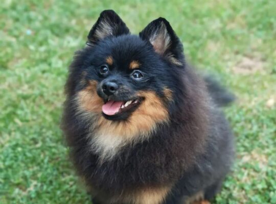 Pomeranski špic Black & Tan mužjak – Kraljevo