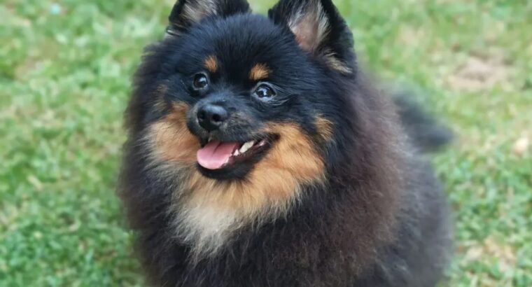 Pomeranski špic Black & Tan mužjak – Kraljevo