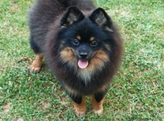 Pomeranski špic Black & Tan mužjak – Kraljevo