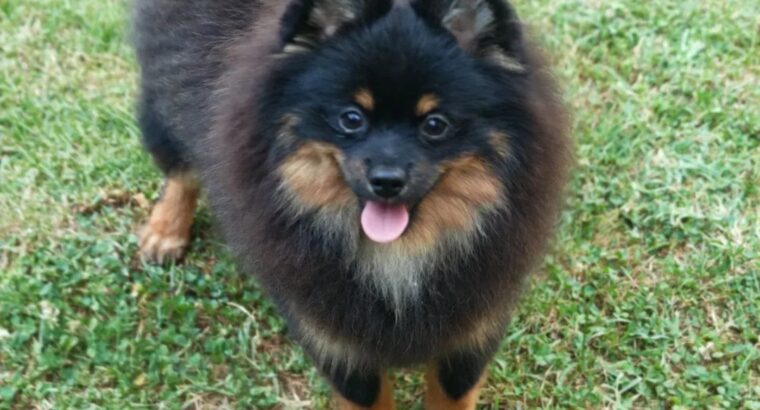 Pomeranski špic Black & Tan mužjak – Kraljevo