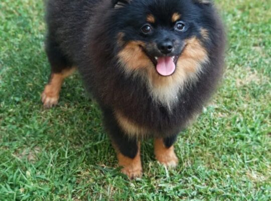 Pomeranski špic Black & Tan mužjak – Kraljevo