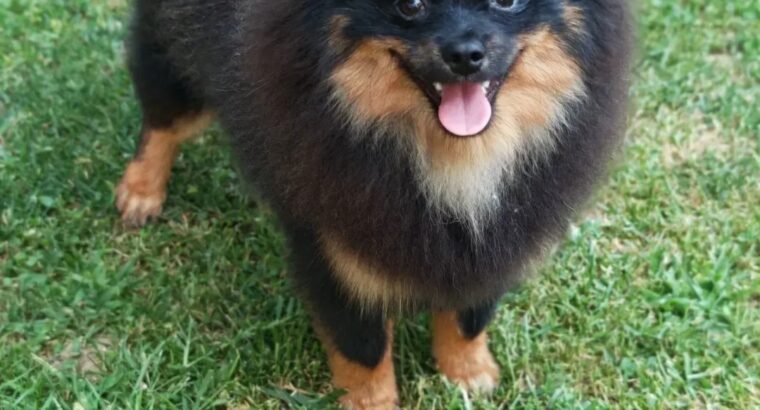 Pomeranski špic Black & Tan mužjak – Kraljevo
