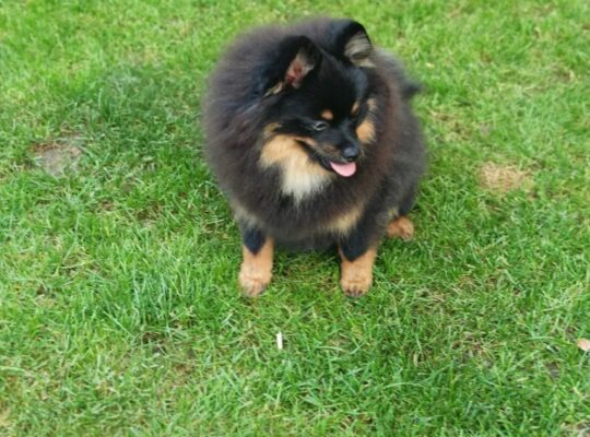 Pomeranski špic Black & Tan mužjak – Kraljevo