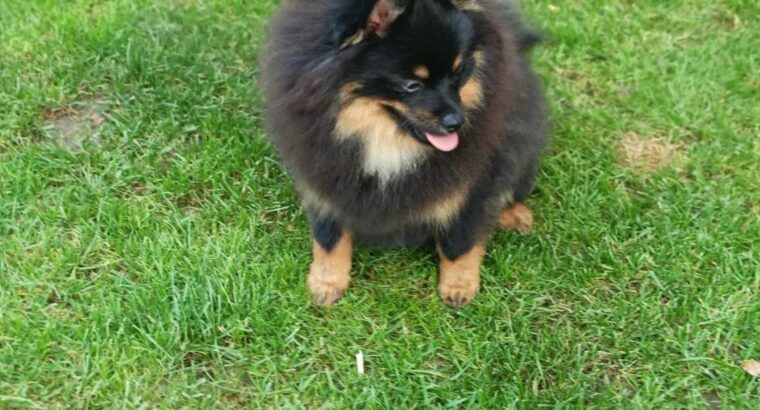 Pomeranski špic Black & Tan mužjak – Kraljevo