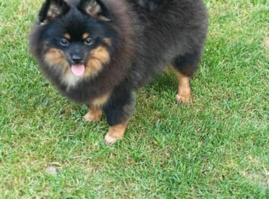 Pomeranski špic Black & Tan mužjak – Kraljevo