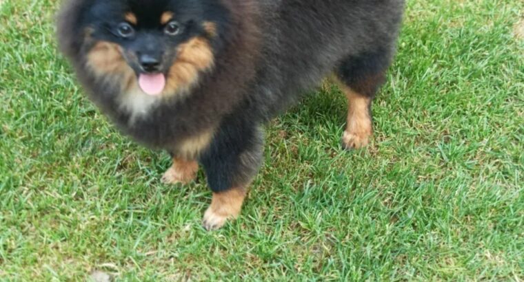 Pomeranski špic Black & Tan mužjak – Kraljevo
