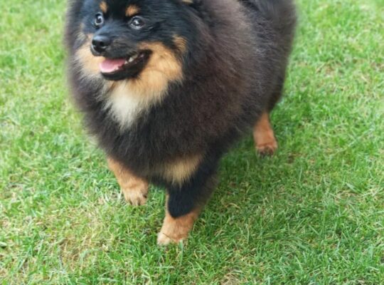 Pomeranski špic Black & Tan mužjak – Kraljevo