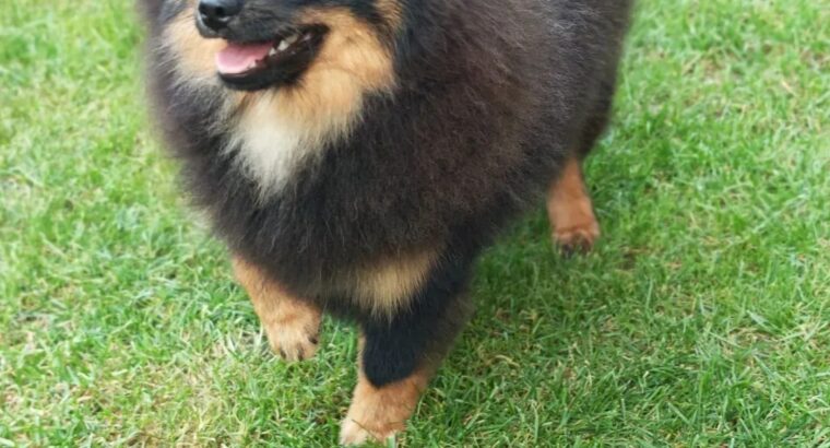 Pomeranski špic Black & Tan mužjak – Kraljevo