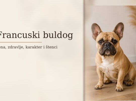 Francuski buldog – cena, zdravlje, karakter i štenci