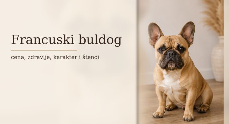 Francuski buldog – cena, zdravlje, karakter i štenci