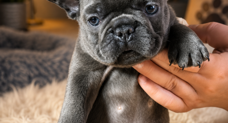 Plavi i Lilac Merle francuski buldozi – Slytherin FCI 6999