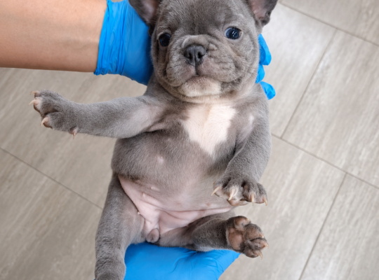 Plavi i Lilac Merle francuski buldozi – Slytherin FCI 6999