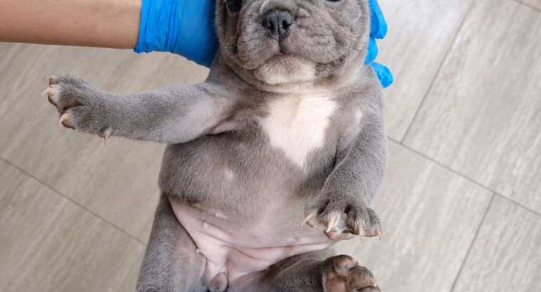 Plavi i Lilac Merle francuski buldozi – Slytherin FCI 6999