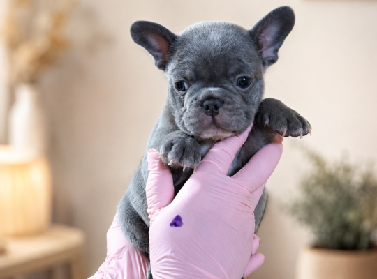 Plavi i Lilac Merle francuski buldozi – Slytherin FCI 6999