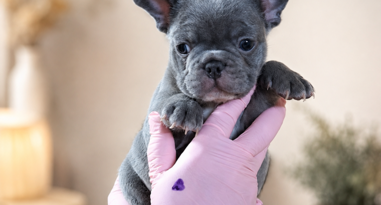 Plavi i Lilac Merle francuski buldozi – Slytherin FCI 6999