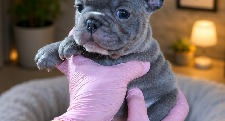 Plavi i Lilac Merle francuski buldozi – Slytherin FCI 6999