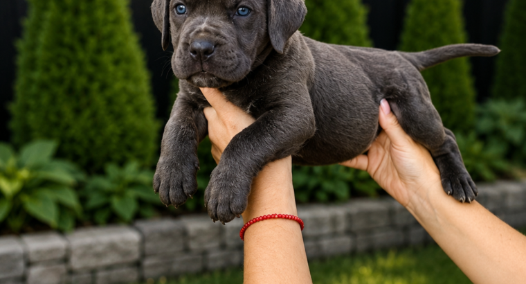 Cane Corso štenci šampionskog porekla – Vranje