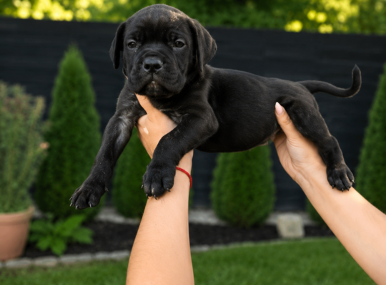 Cane Corso štenci šampionskog porekla – Vranje