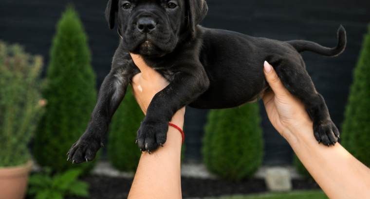 Cane Corso štenci šampionskog porekla – Vranje